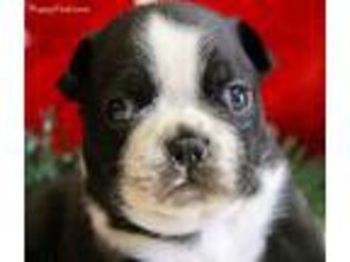 Boston Terrier Puppy for sale in Locust Grove, OK, USA