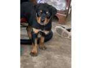 Rottweiler Puppy for sale in California, MO, USA