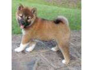 Shiba Inu Puppy for sale in Burkesville, KY, USA