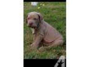 Neapolitan Mastiff Puppy for sale in ALTO, LA, USA