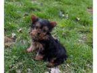 Yorkshire Terrier Puppy for sale in Pulaski, TN, USA