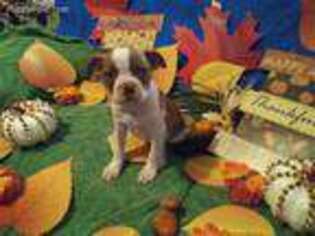 Boston Terrier Puppy for sale in Visalia, CA, USA