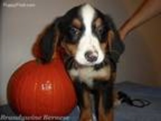 Bernese Mountain Dog Puppy for sale in Havelock, NC, USA