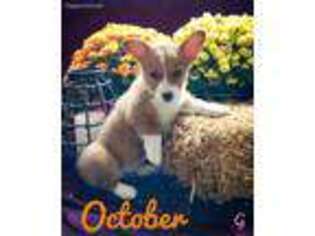 Pembroke Welsh Corgi Puppy for sale in Millerstown, PA, USA