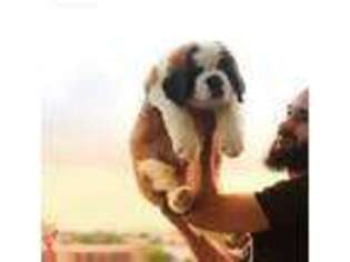 Saint Bernard Puppy for sale in Miami, FL, USA