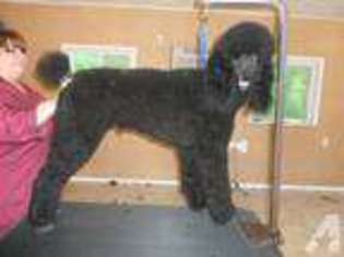 Mutt Puppy for sale in INDIANA, PA, USA