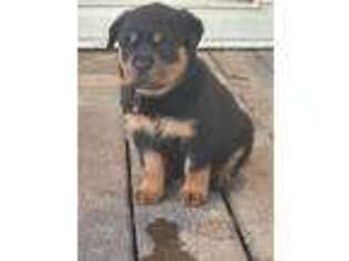 Rottweiler Puppy for sale in Montgomery, TX, USA