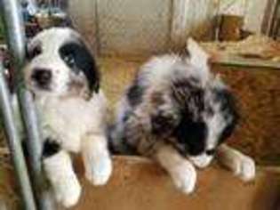 Australian Shepherd Puppy for sale in Pierpont, OH, USA