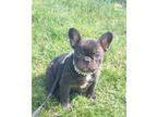 French Bulldog Puppy for sale in Jackson, CA, USA