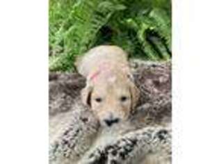 Goldendoodle Puppy for sale in Arcanum, OH, USA