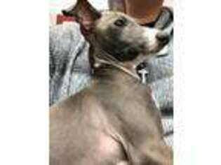 Italian Greyhound Puppy for sale in Quincy, OH, USA