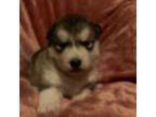 Alaskan Malamute Puppy for sale in Fincastle, VA, USA