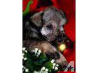 Mutt Puppy for sale in MAUMELLE, AR, USA
