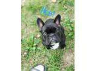 French Bulldog Puppy for sale in Augusta, MI, USA