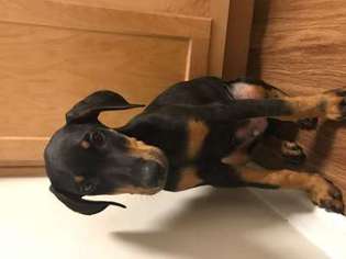 Doberman Pinscher Puppy for sale in ARLINGTON, VA, USA