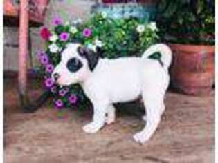 American Bulldog Puppy for sale in Cumby, TX, USA