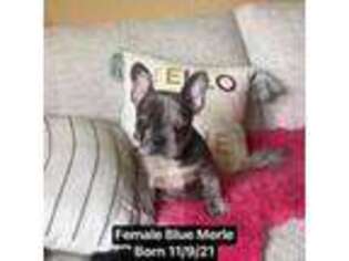 French Bulldog Puppy for sale in Madera, CA, USA