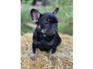French Bulldog Puppy for sale in Aspen, CO, USA