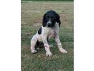 German Shorthaired Pointer Puppy for sale in Moultrie, GA, USA