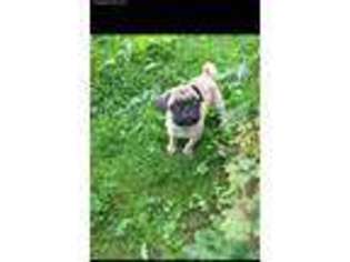 Pug Puppy for sale in Ashland, KY, USA