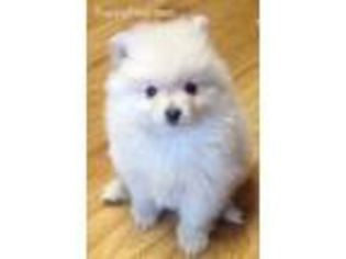Pomeranian Puppy for sale in Sherwood, MI, USA