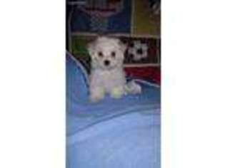 Maltese Puppy for sale in Titusville, FL, USA