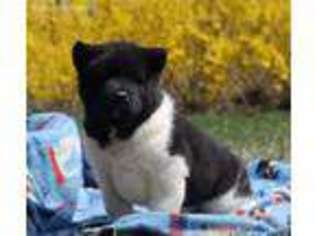Akita Puppy for sale in Newville, PA, USA