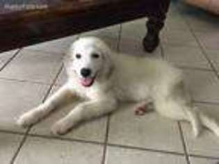 Great Pyrenees Puppy for sale in Naples, FL, USA
