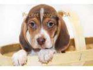 Beagle Puppy for sale in Duluth, GA, USA