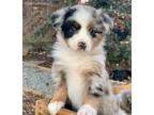 Miniature Australian Shepherd Puppy for sale in Angels Camp, CA, USA