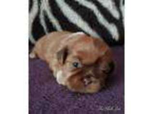 Mutt Puppy for sale in Centralia, WA, USA
