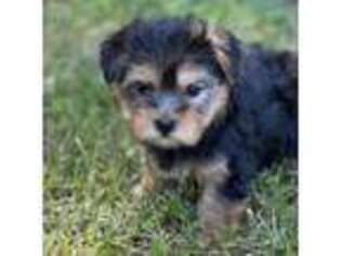 Yorkshire Terrier Puppy for sale in Baldwin, NY, USA