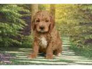 Goldendoodle Puppy for sale in Winston Salem, NC, USA