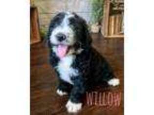 Mutt Puppy for sale in Fort Gay, WV, USA