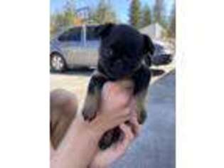 Brussels Griffon Puppy for sale in Rathdrum, ID, USA