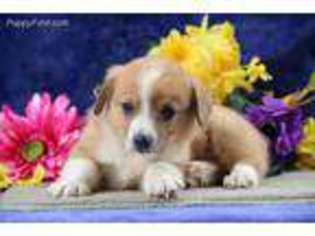 Pembroke Welsh Corgi Puppy for sale in Honey Brook, PA, USA