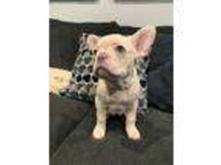 French Bulldog Puppy for sale in Union City, CA, USA
