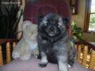 Keeshond Puppy for sale in Tipton, IN, USA