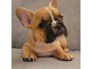 French Bulldog Puppy for sale in Bonneau, SC, USA