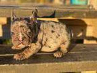 French Bulldog Puppy for sale in Amarillo, TX, USA