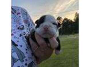 Bulldog Puppy for sale in Ludowici, GA, USA