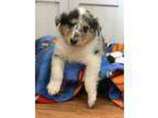Collie Puppy for sale in Escanaba, MI, USA