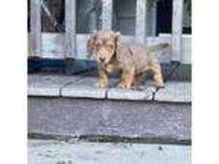 Dachshund Puppy for sale in Chapin, SC, USA