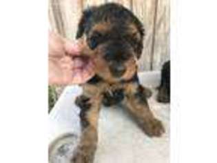 Airedale Terrier Puppy for sale in Glasco, KS, USA