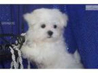 Maltese Puppy for sale in Lincoln, NE, USA