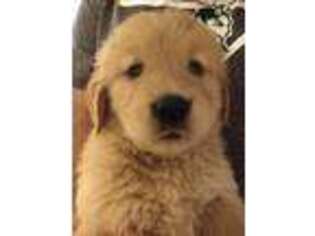 Golden Retriever Puppy for sale in Brown City, MI, USA