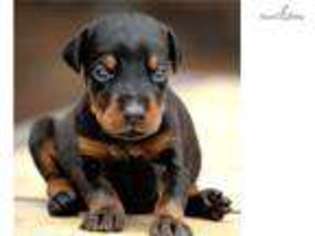 Doberman Pinscher Puppy for sale in Springfield, MO, USA