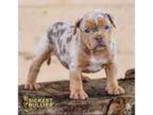 American Bulldog Puppy for sale in Long Beach, CA, USA