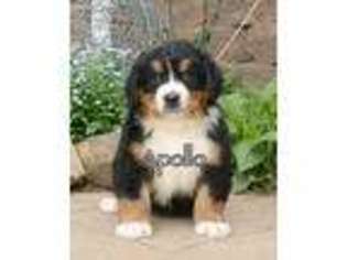 Bernese Mountain Dog Puppy for sale in Fresno, OH, USA