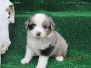 Miniature Australian Shepherd Puppy for sale in Odessa, TX, USA